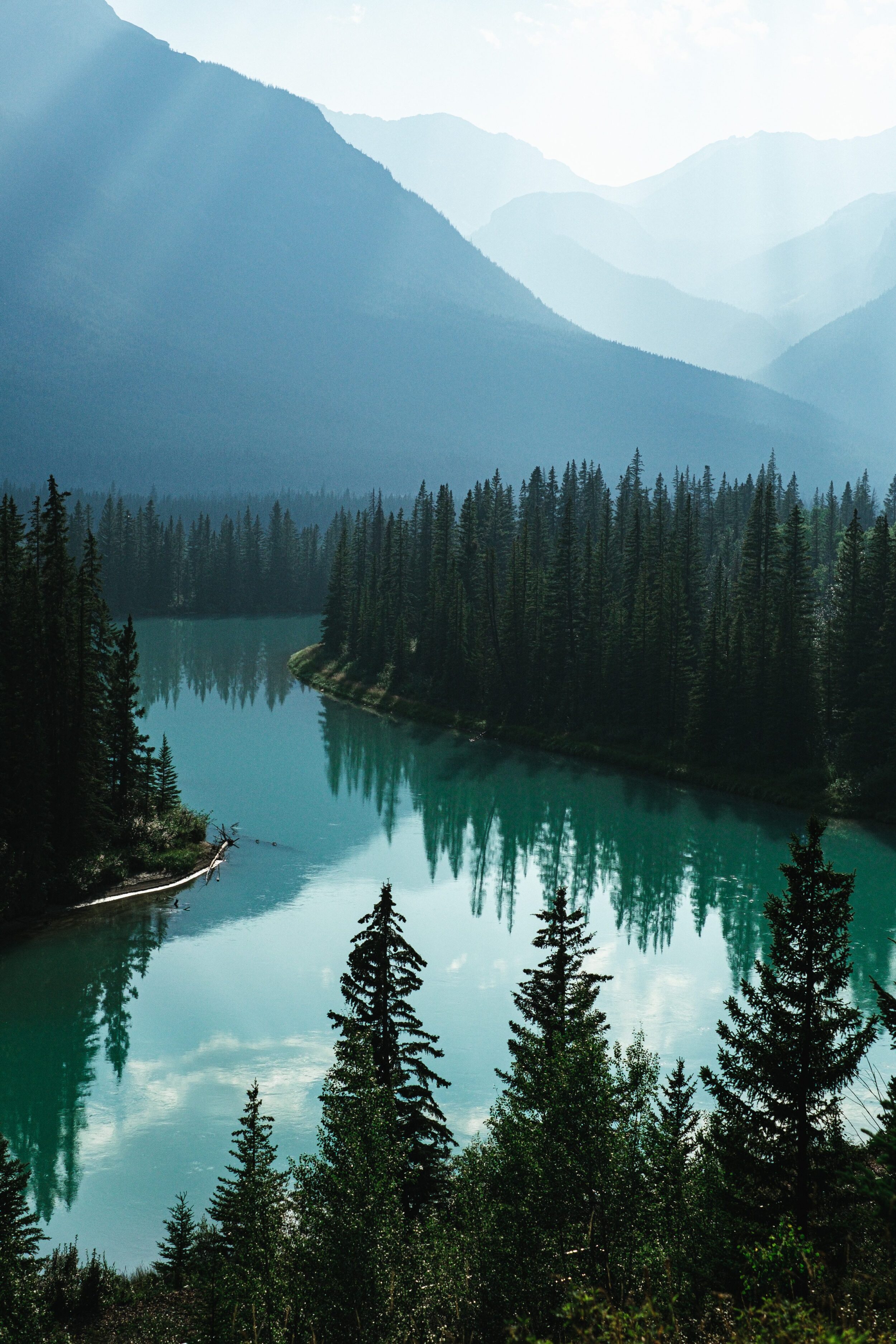 The sun shines into a bright blue waterway in Canada amongst towering pine trees. 