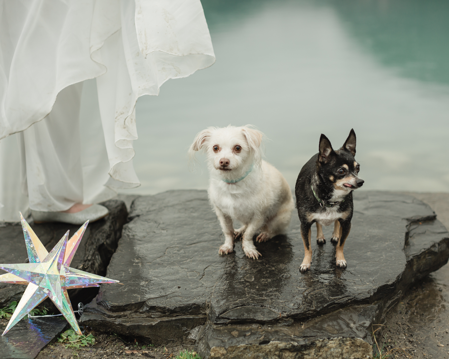 Two portraits of dogs at an elopement 