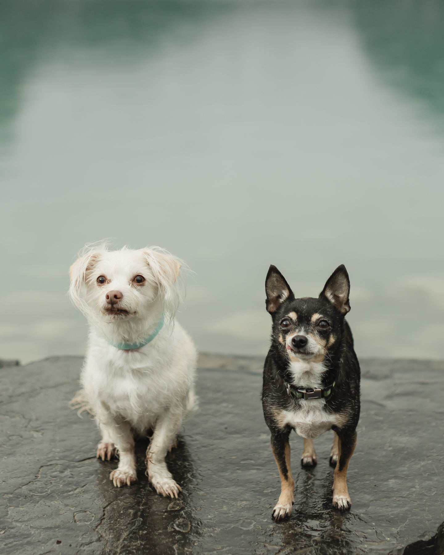 two old dogs looking cute at lake louise