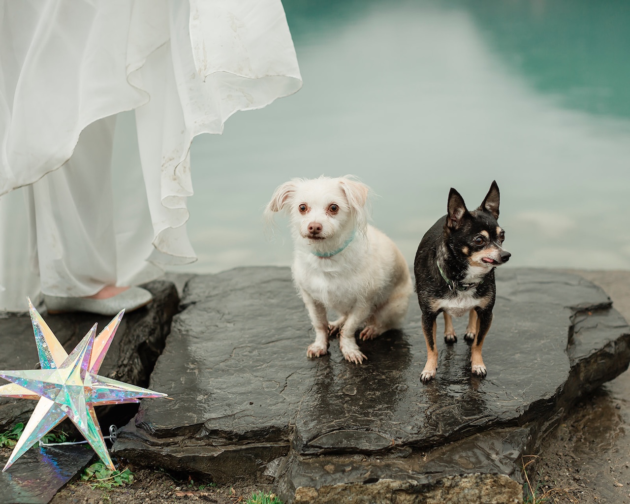 Two canine elopement guests totally unprepared for Lake Louise's weather