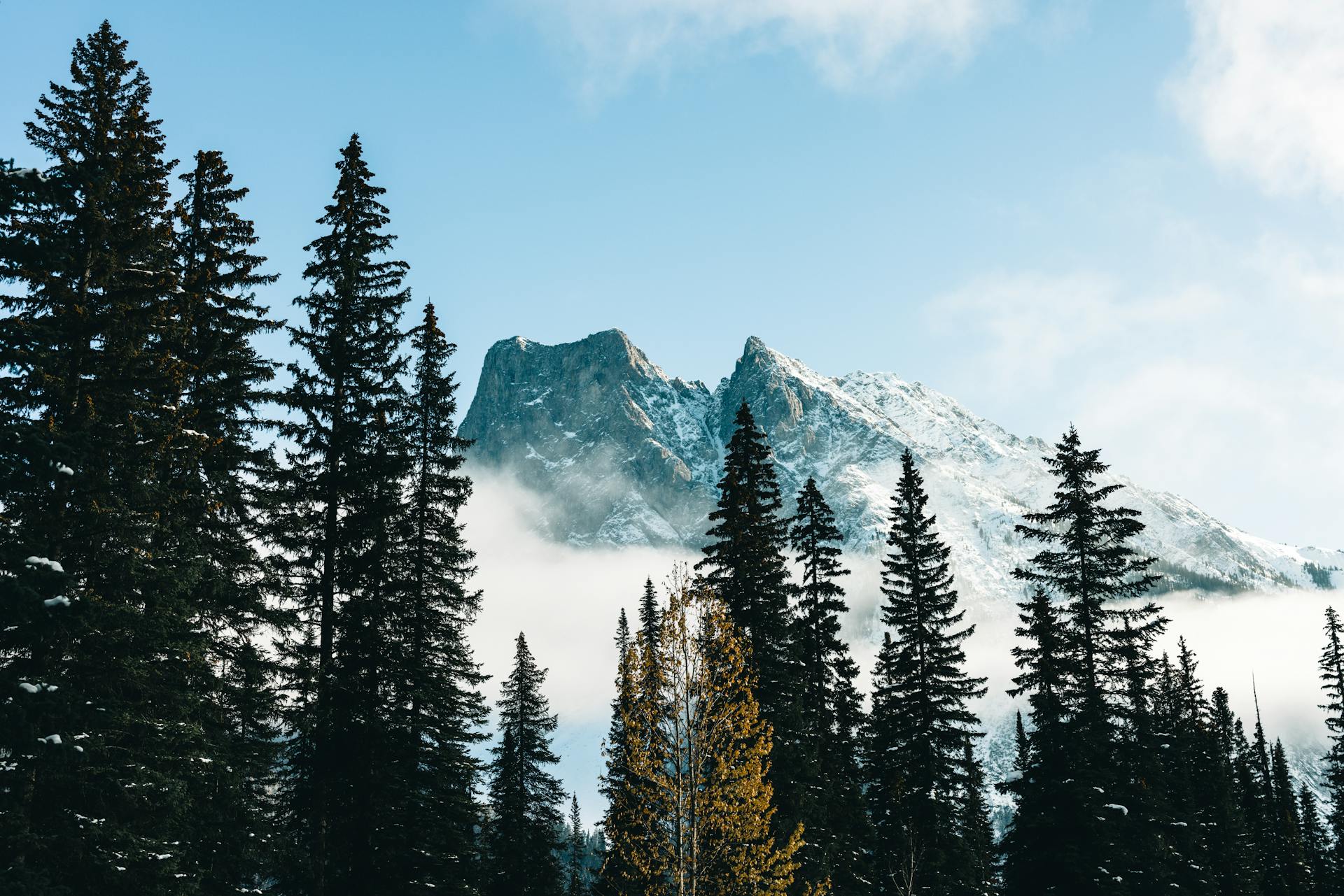 tall pine trees in front of the snowy rocky mountains in jasper