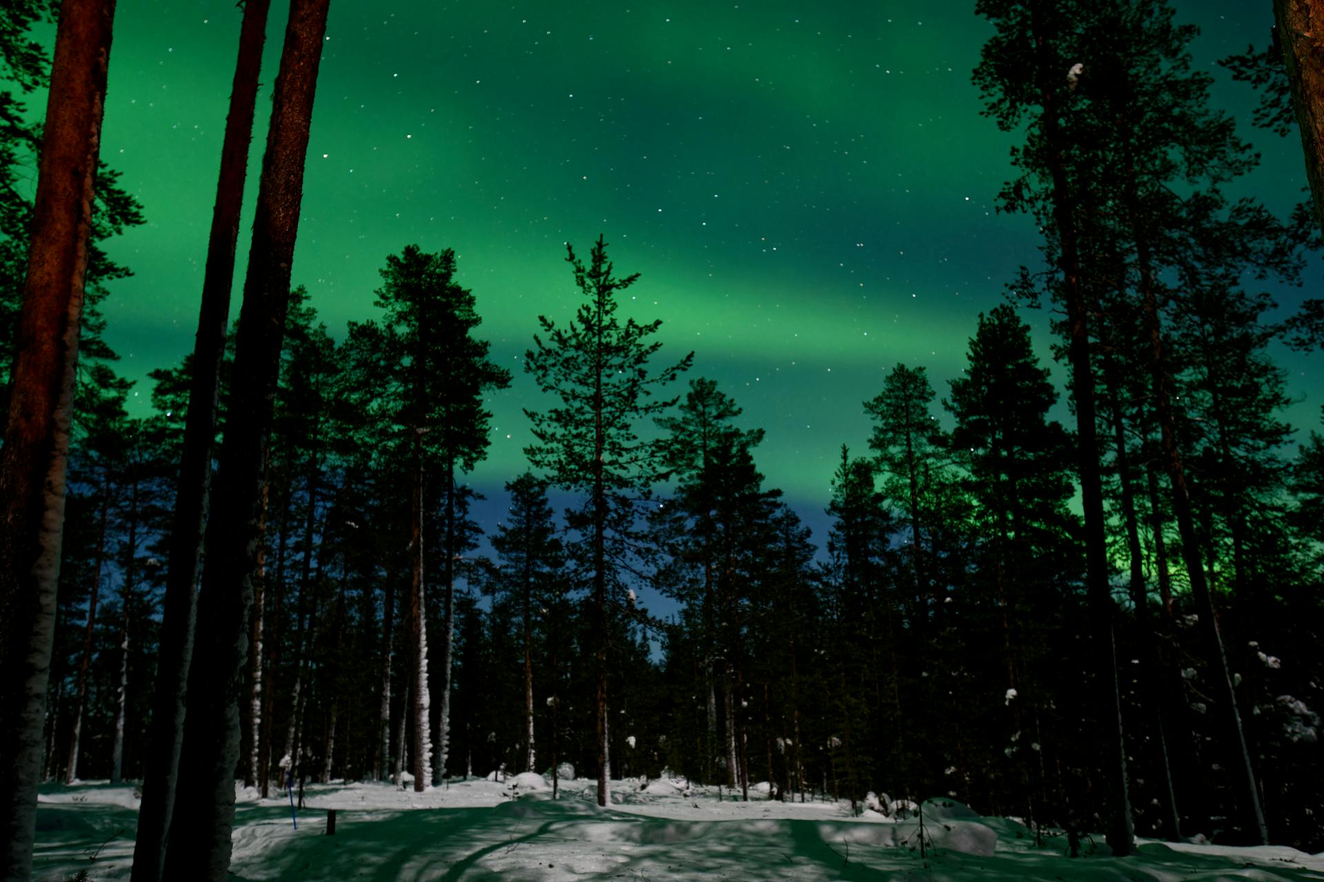 Northern Lights over a dark forest