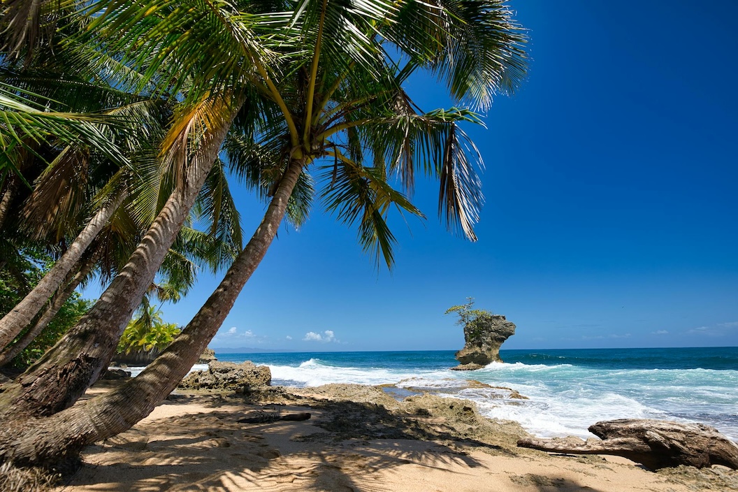 palm tree near the ocean creating a perfect pocket of shade