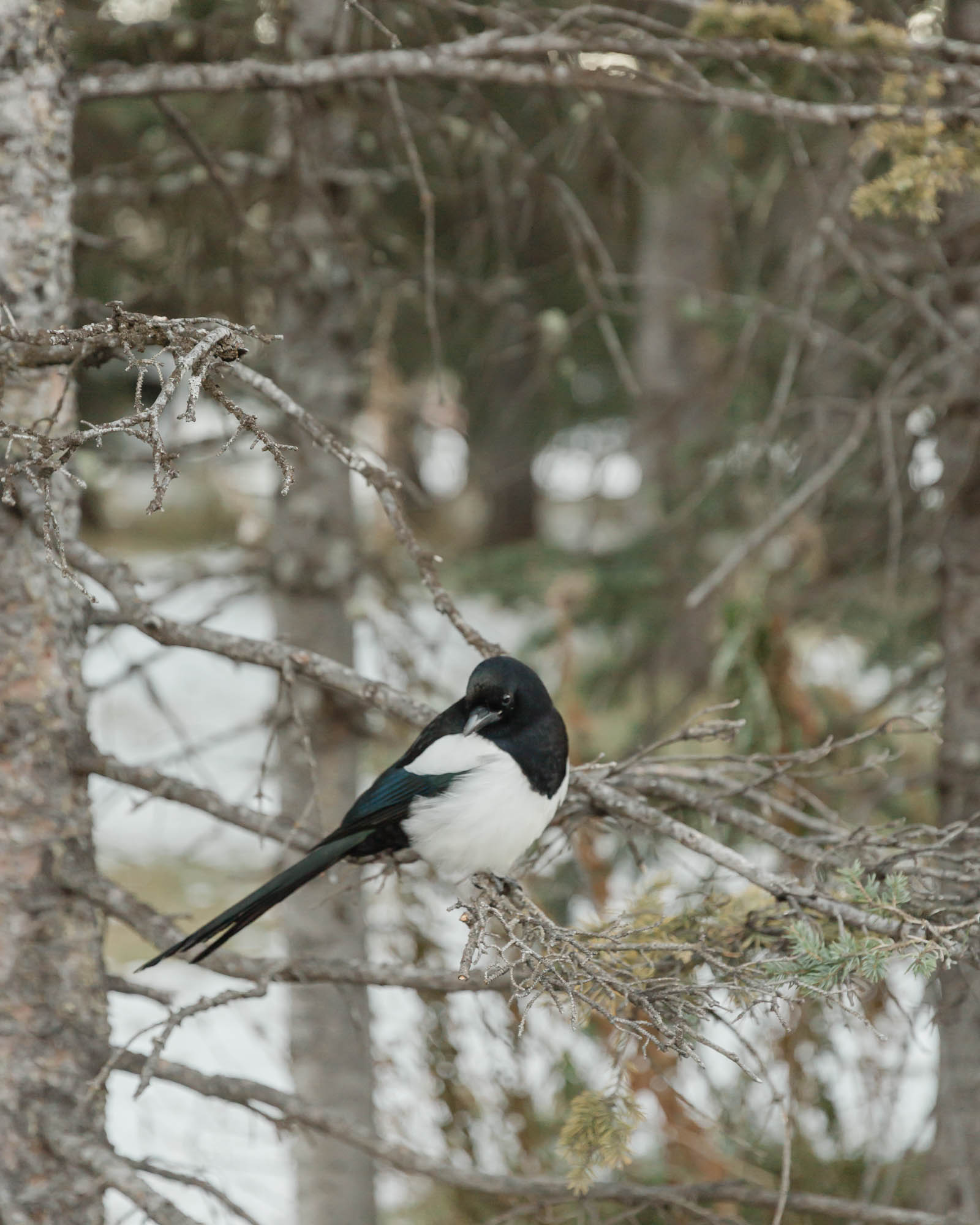 A bird looking around 